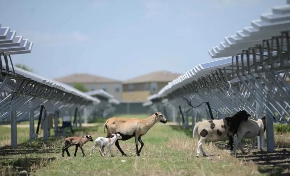 Build a photovoltaic power plant and unexpectedly harvest a natural pasture